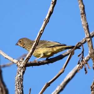 Stripe-tailed yellow finch